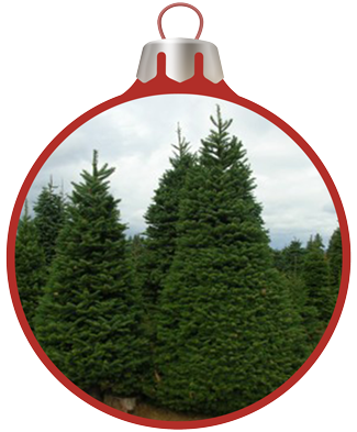 Real VS. Artificial Trees